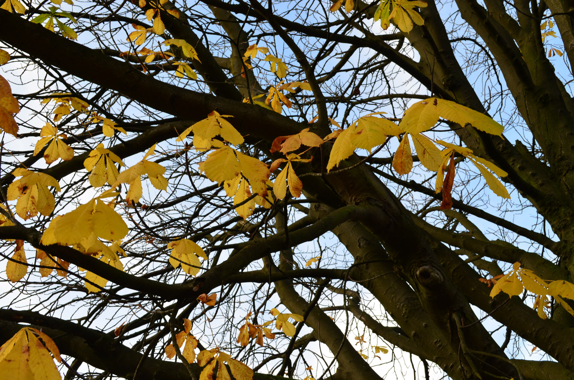 yellow autumn leaves free photo