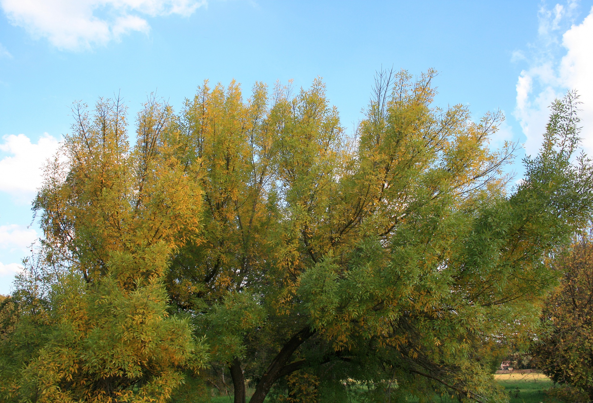 tree leaves yellow free photo