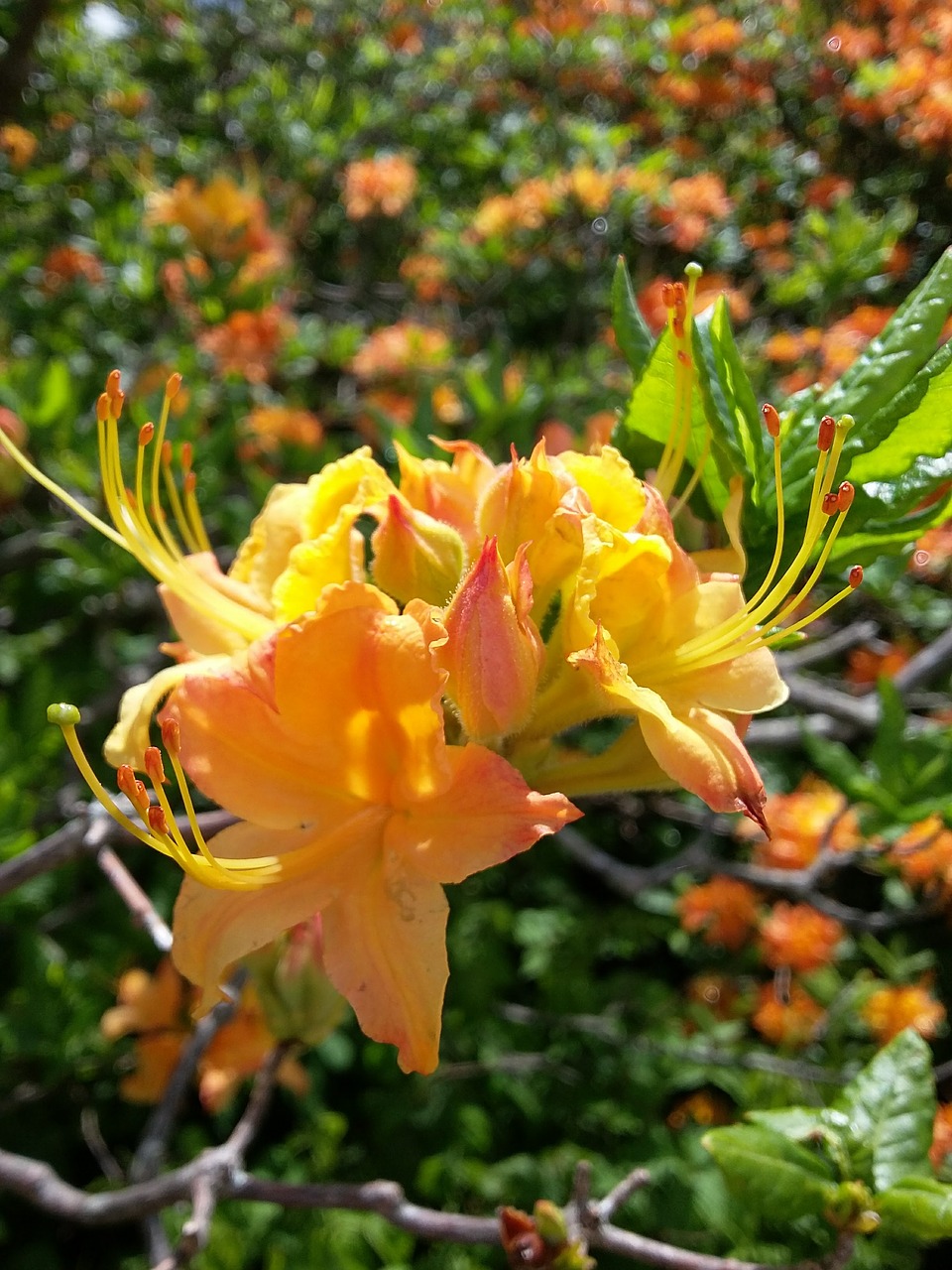 yellow azaleas yellow flower spring free photo