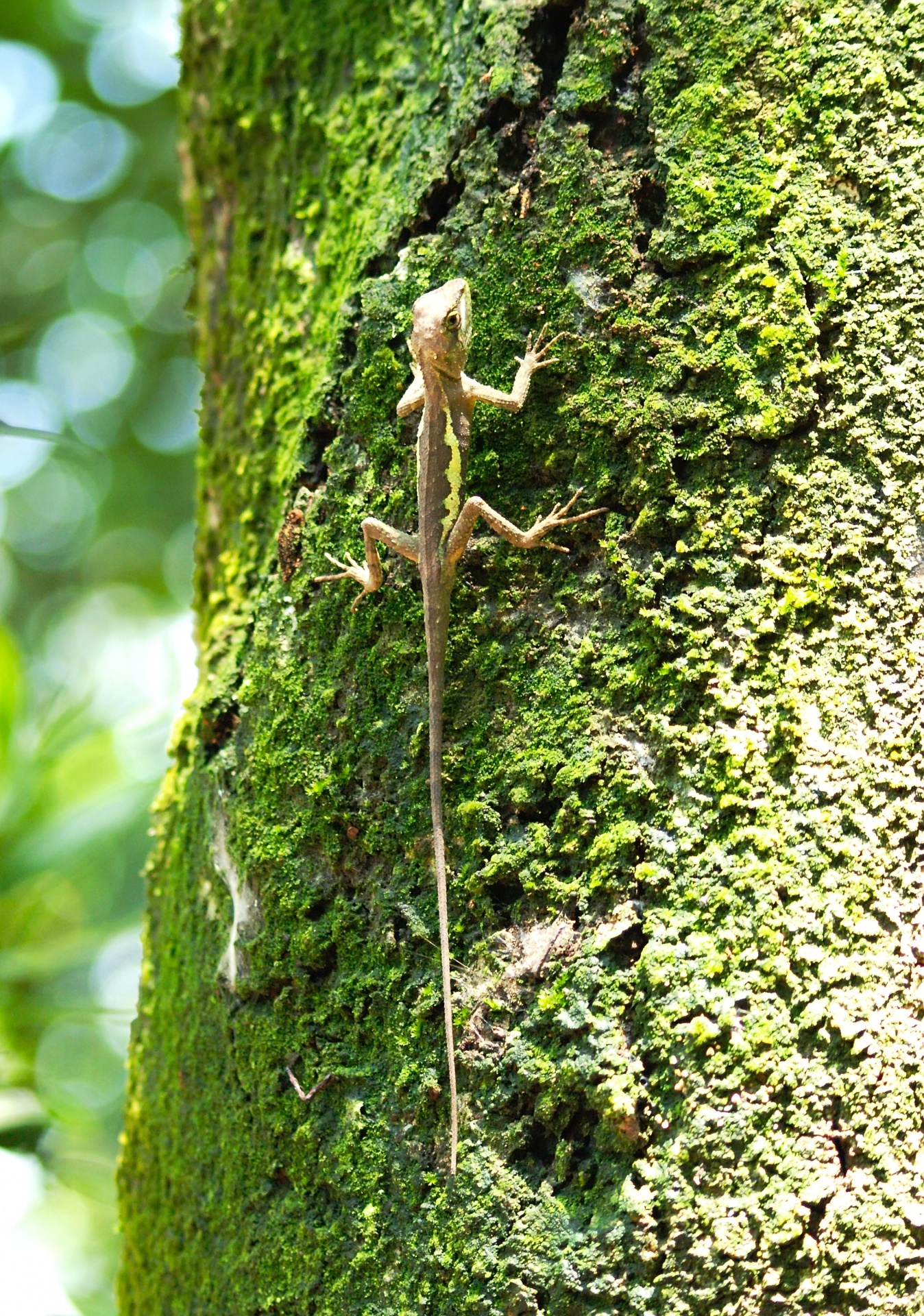 japalura lizard yellow-backed japalura free photo