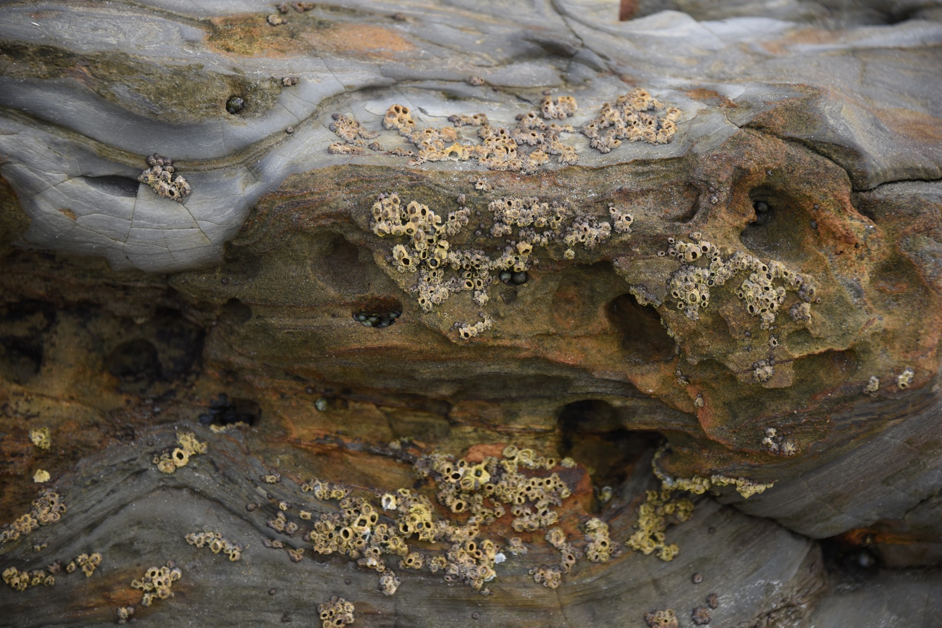 barnacle ocean rock free photo