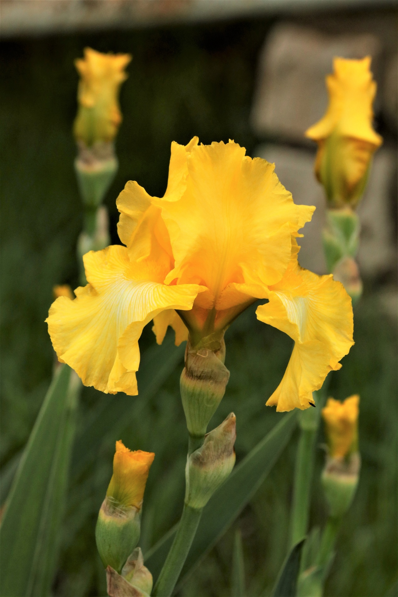 nature plants flowers free photo