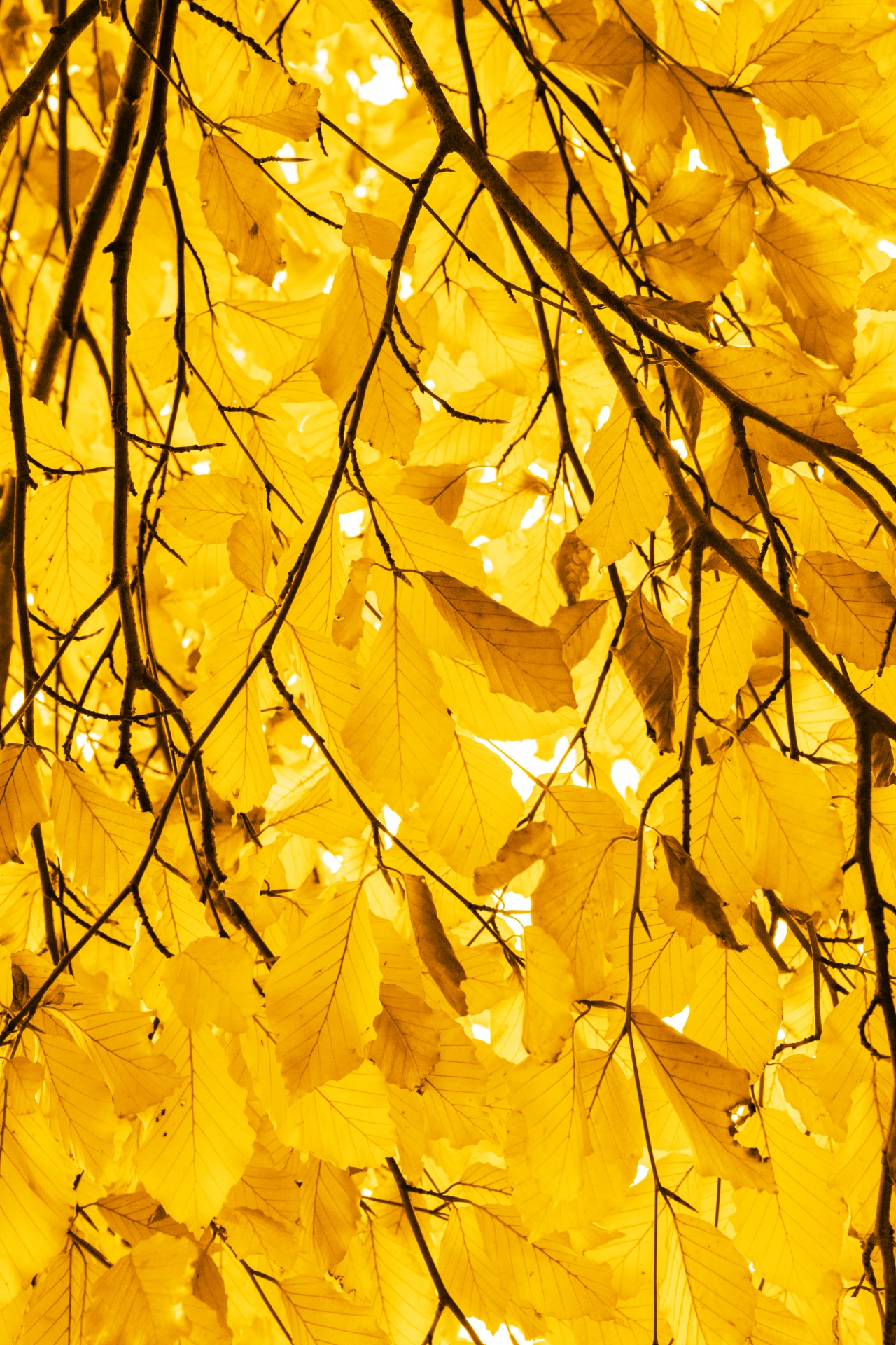 autumn autumnal background free photo