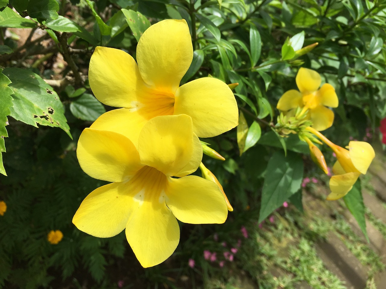yellow bell yellow bell flower flower free photo