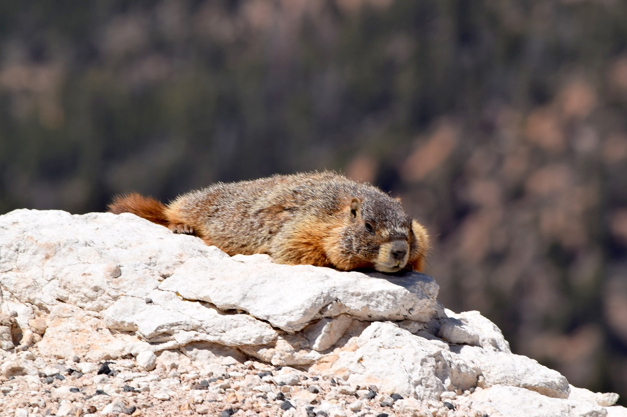 yellow bellied marmot wildlife nature free photo