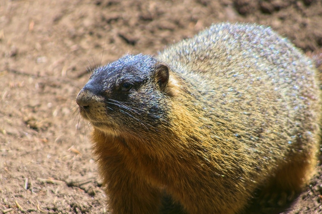 yellow-bellied marmot  rock chuck  animal free photo