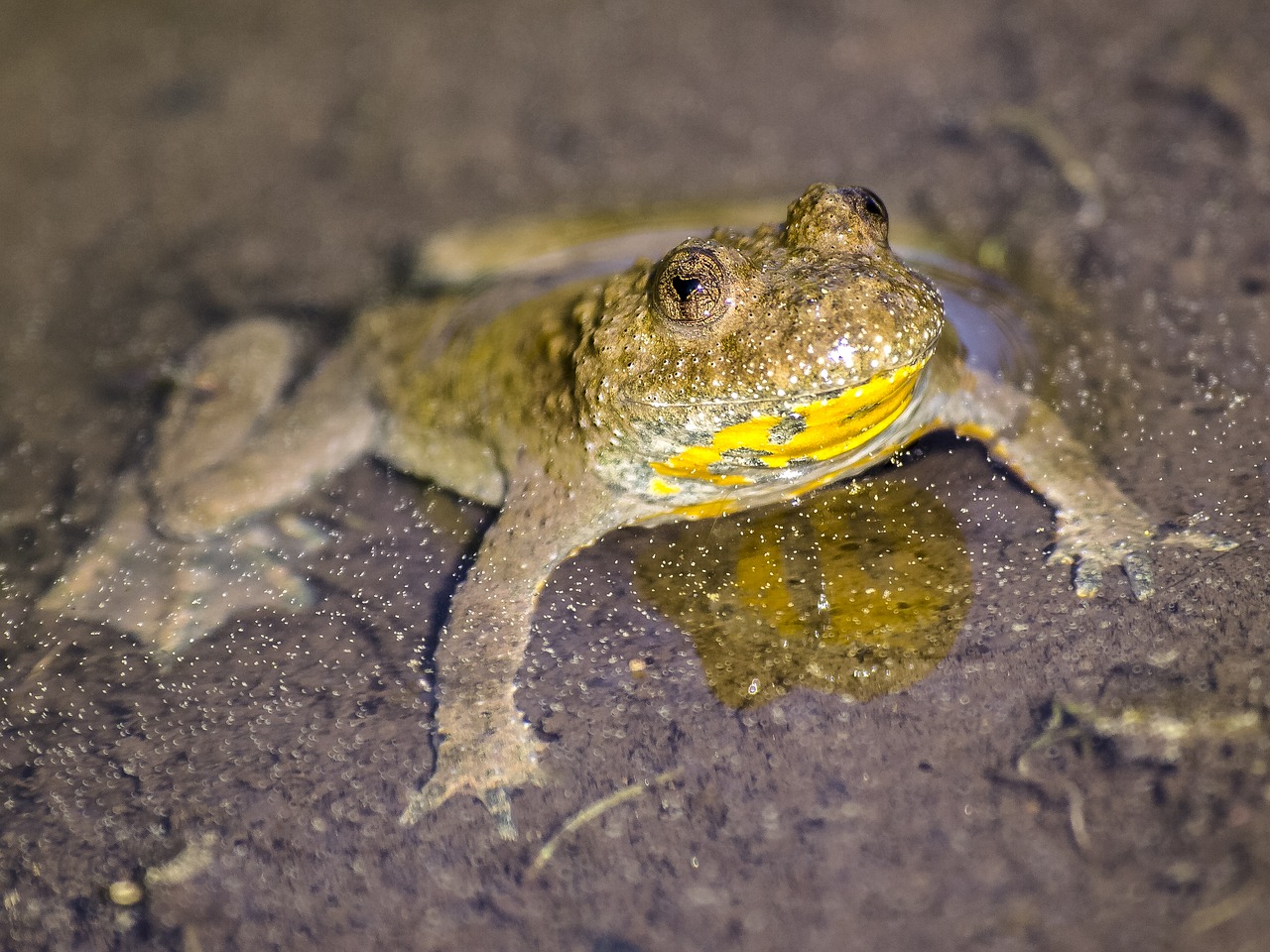 yellow-bellied toad toad amphibians free photo