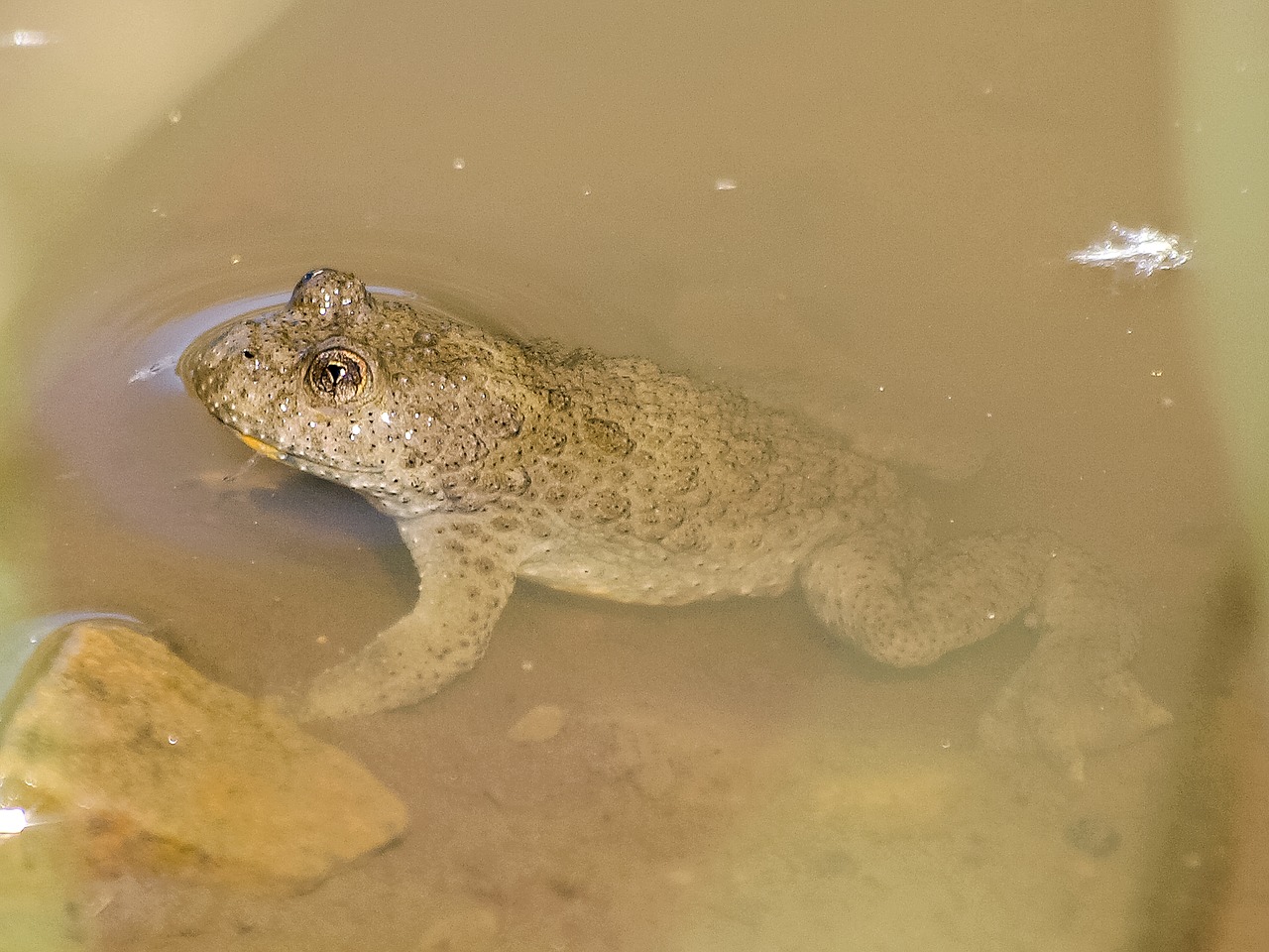 yellow-bellied toad toad amphibians free photo
