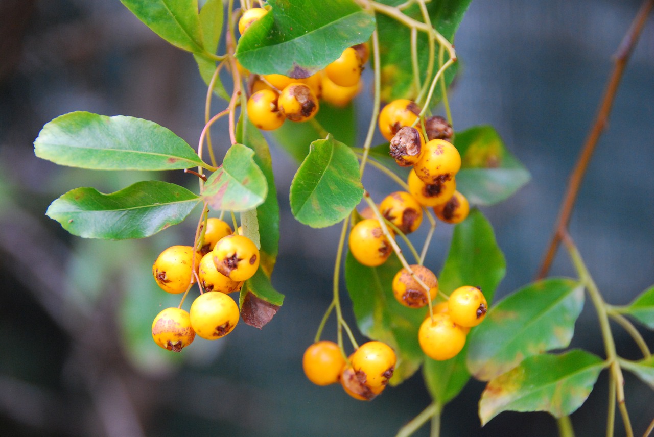 yellow berries leaves hedge free photo