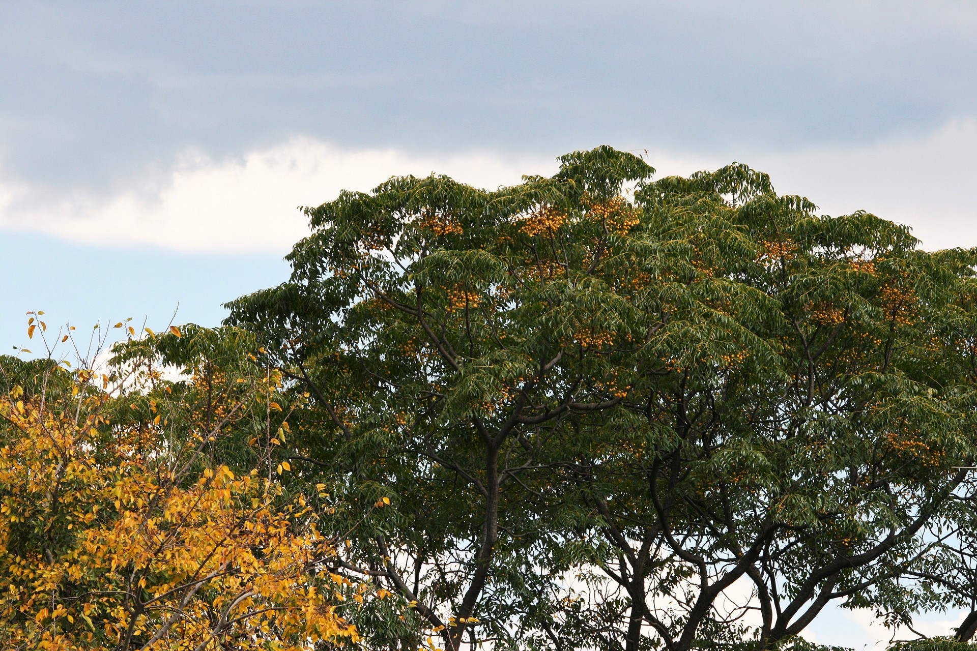 tree berries seeds free photo