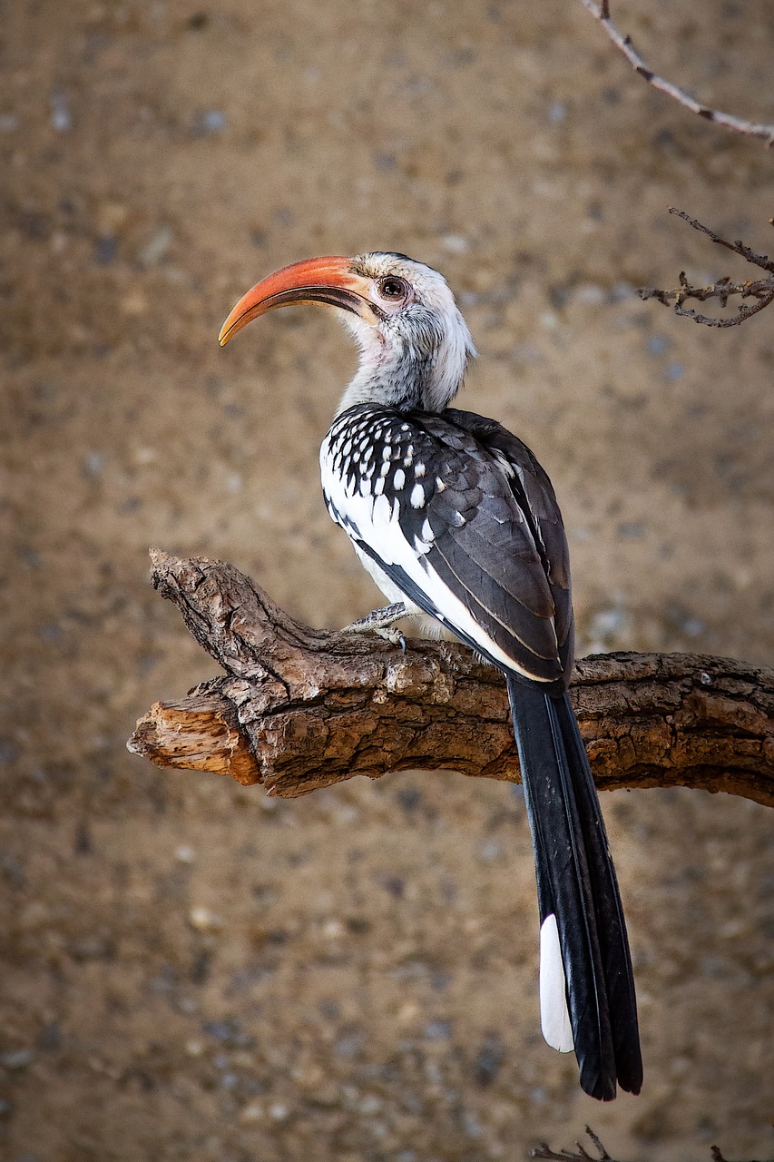 yellow-billed hornbill  bird  africa free photo