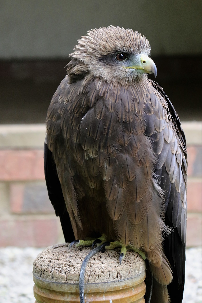 yellow billed kite bird kite free photo