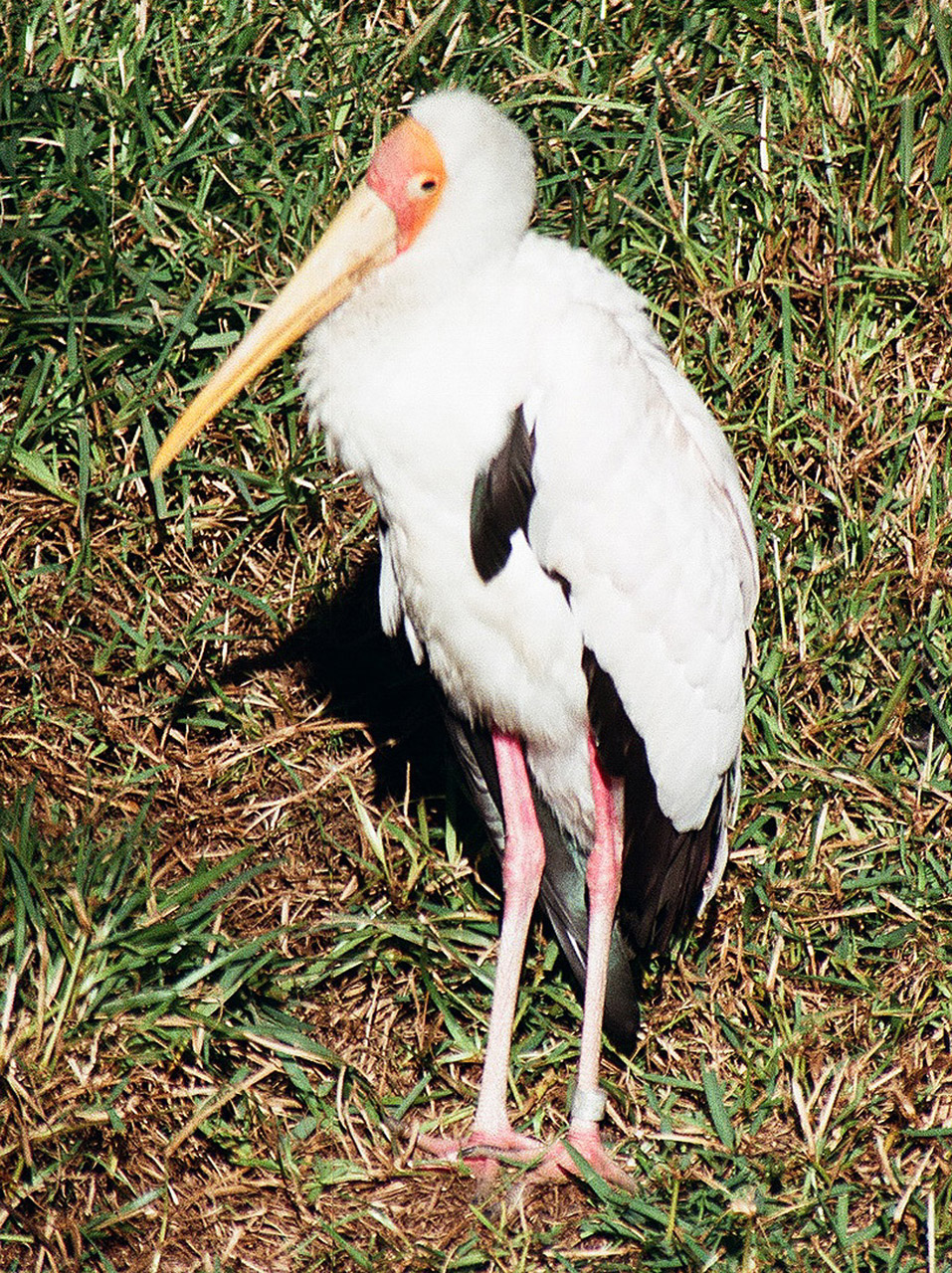 bird stork animal free photo