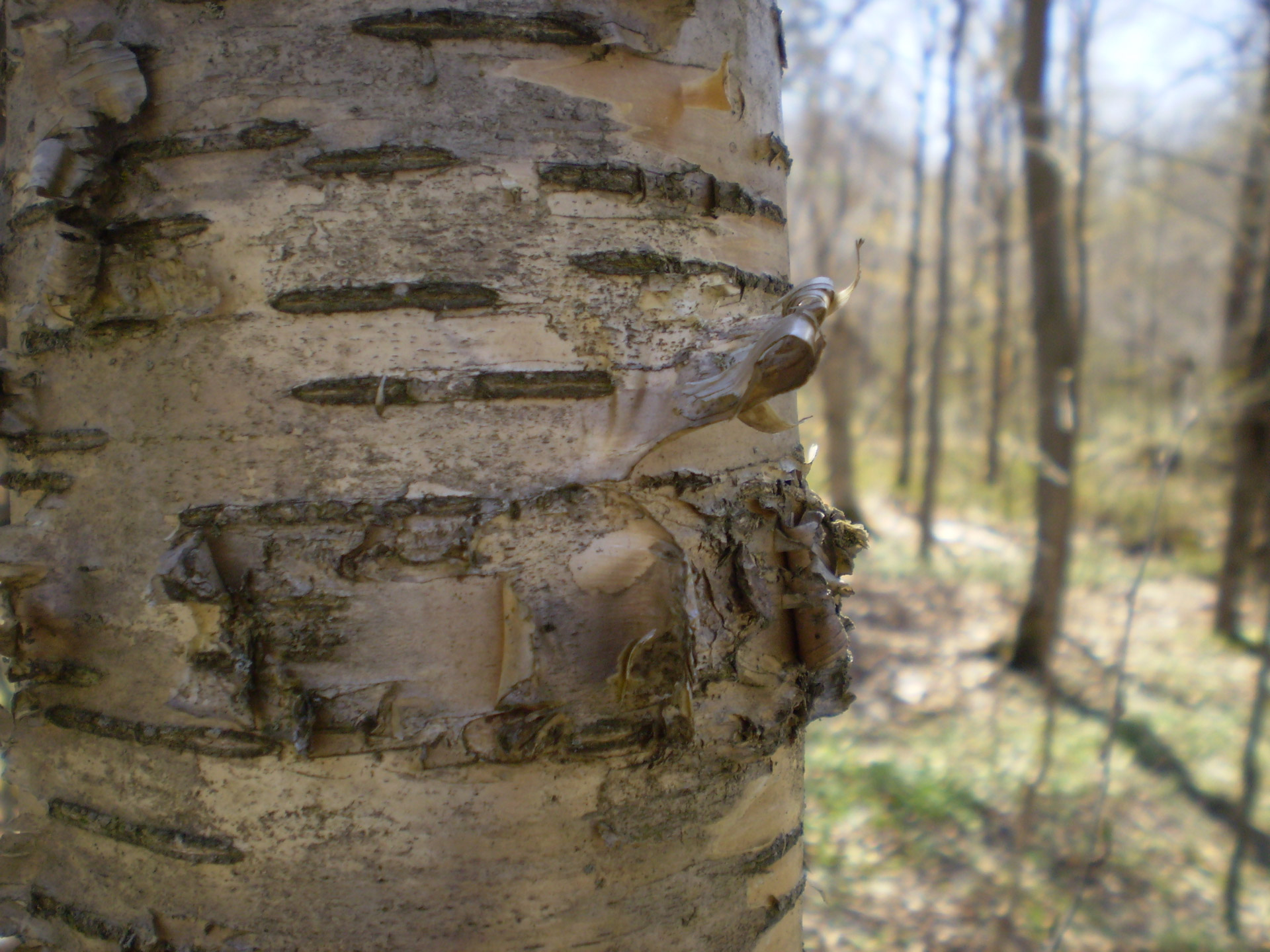 yellow birch bark free photo