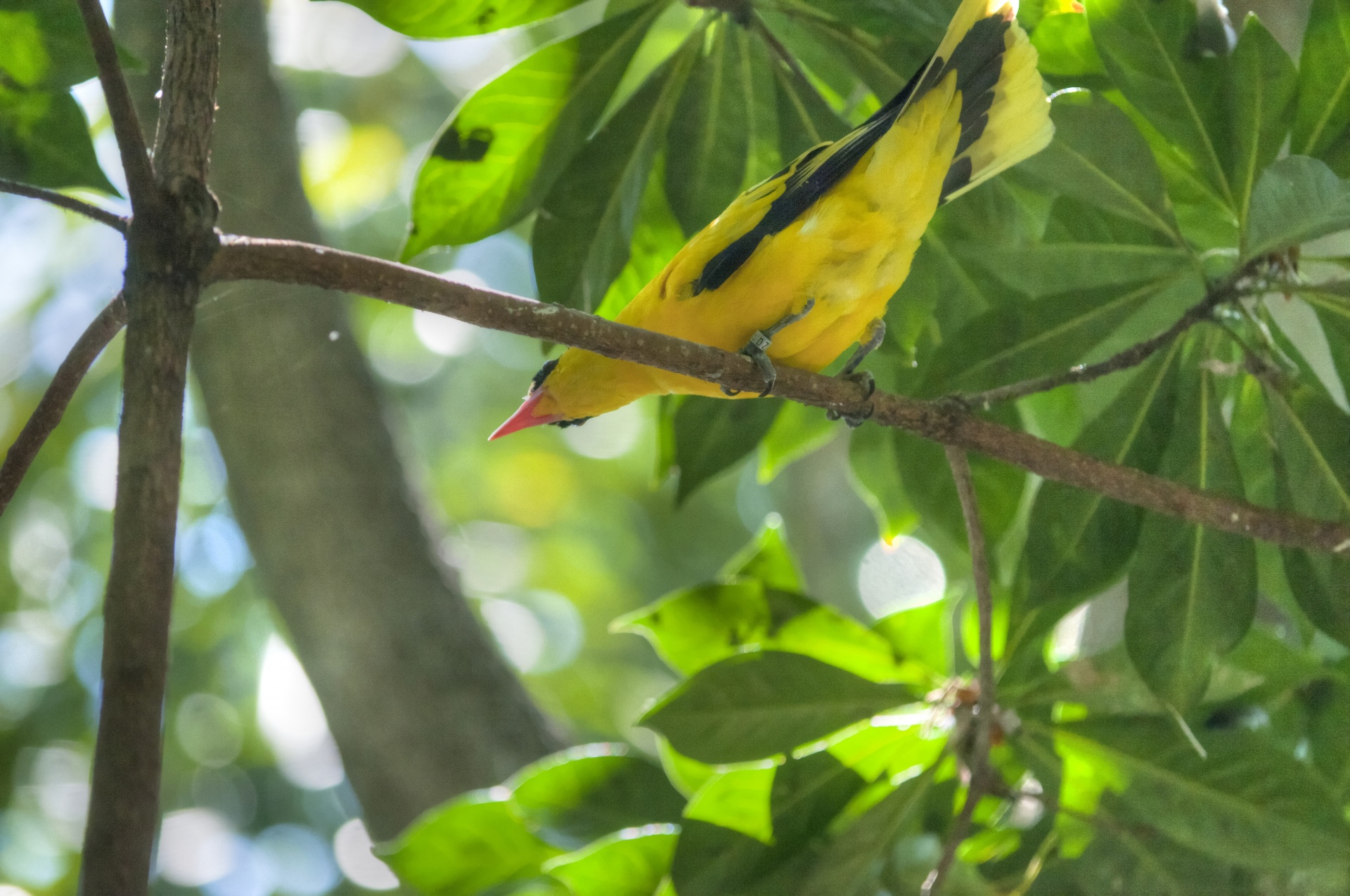 bird birds yellow free photo