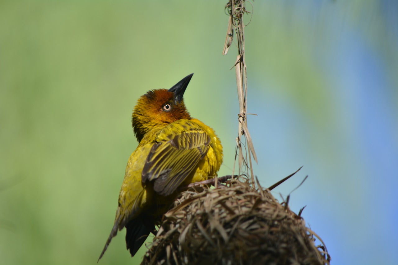 finch bird nest nature free photo