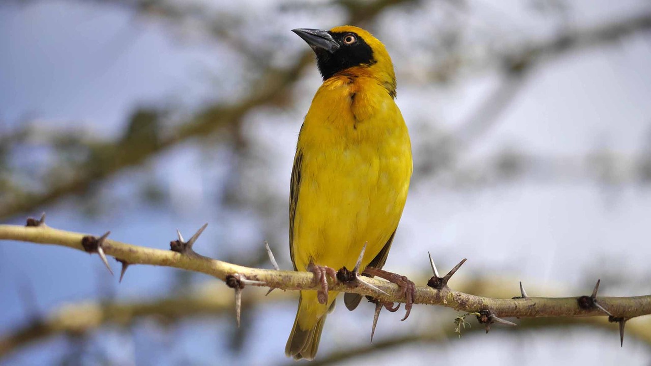 yellow bird namibia thorns free photo