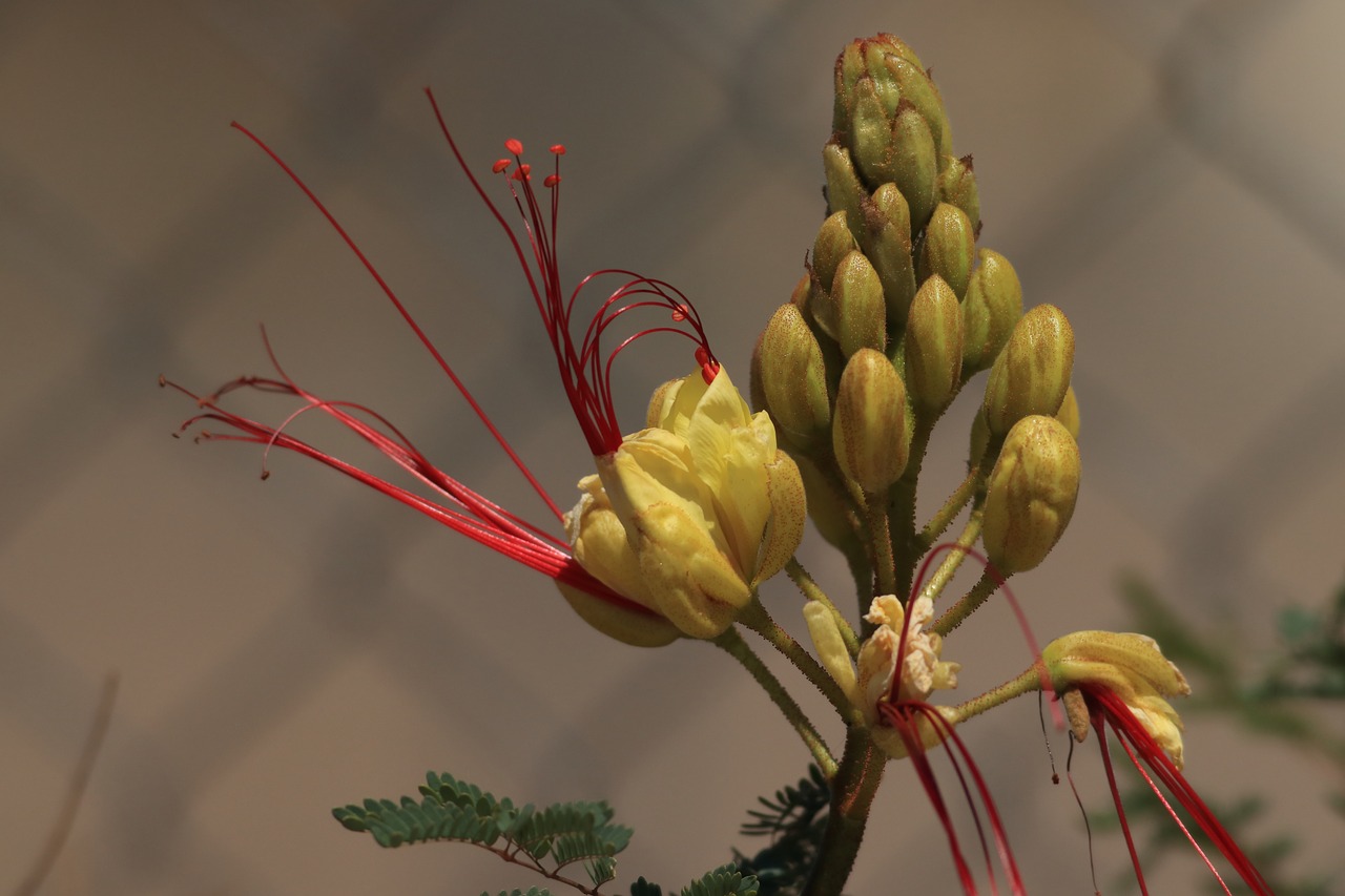 yellow bird of paradise  blossom  southwest free photo