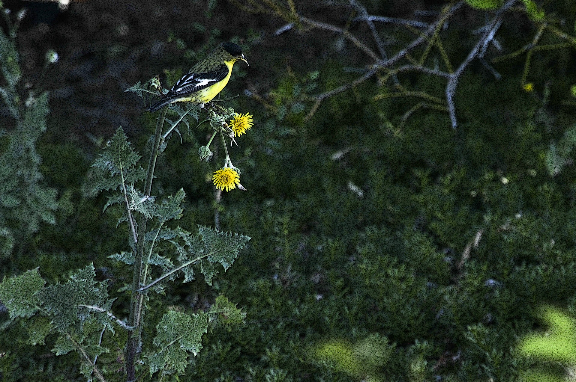 yellow bird flower free photo