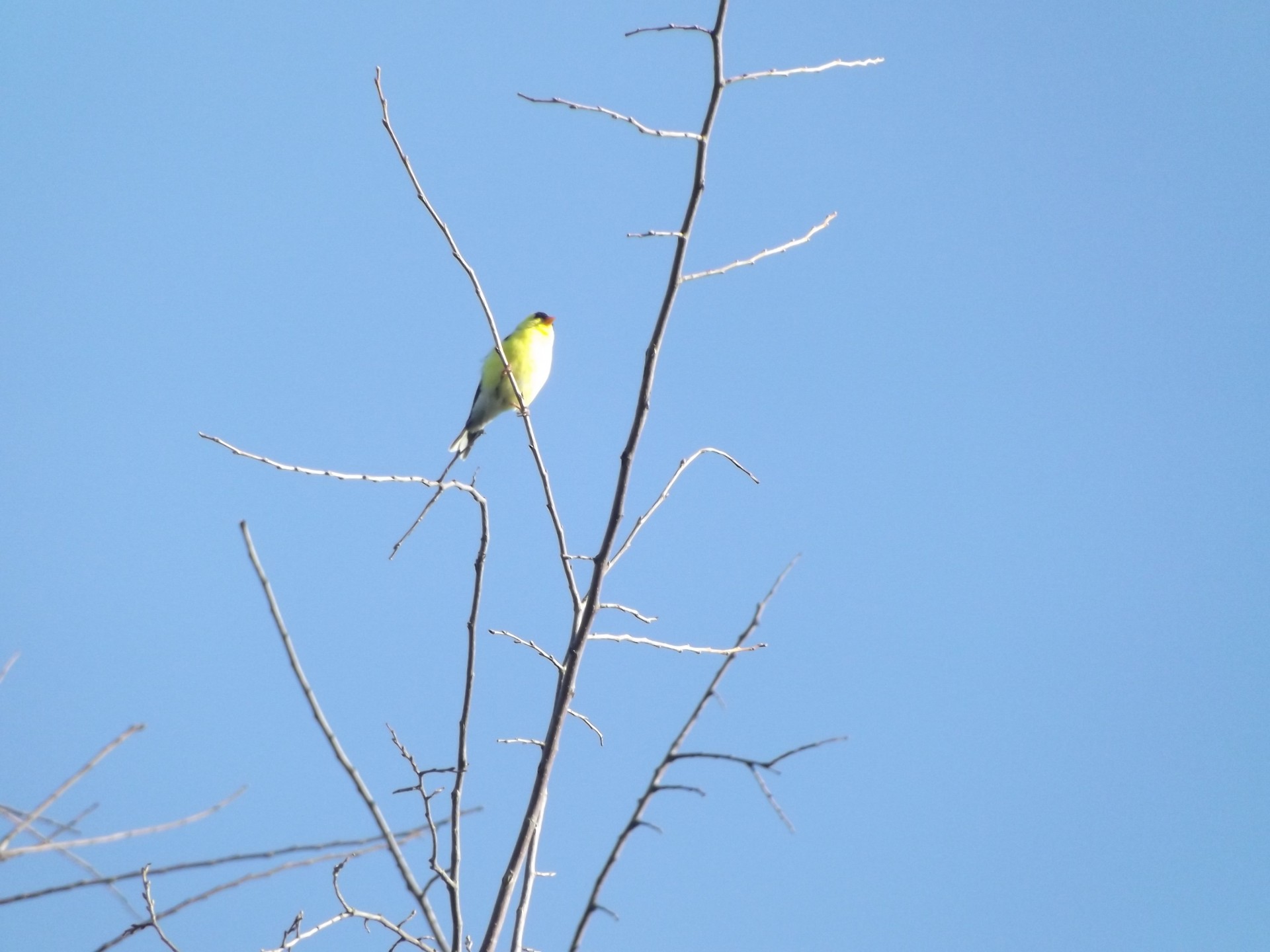 yellow bird tree free photo