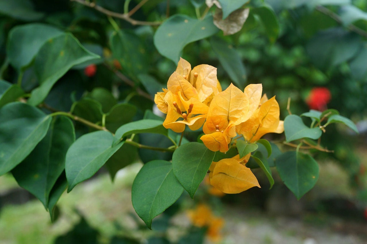 yellow bougainvillea thorny ornamental vines bushes free photo