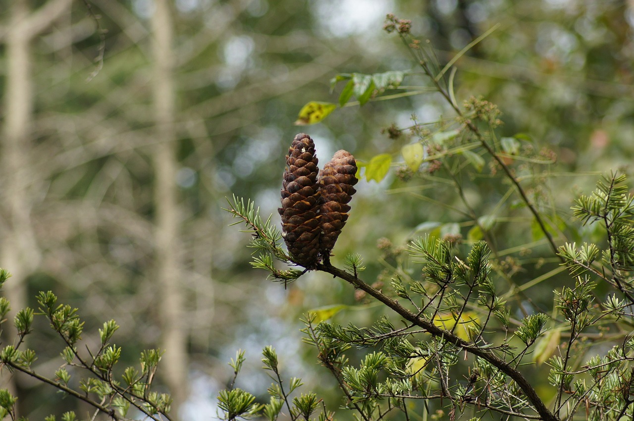 yellow branch of keteleeria fortunei keteleeria fortunei fruit free photo