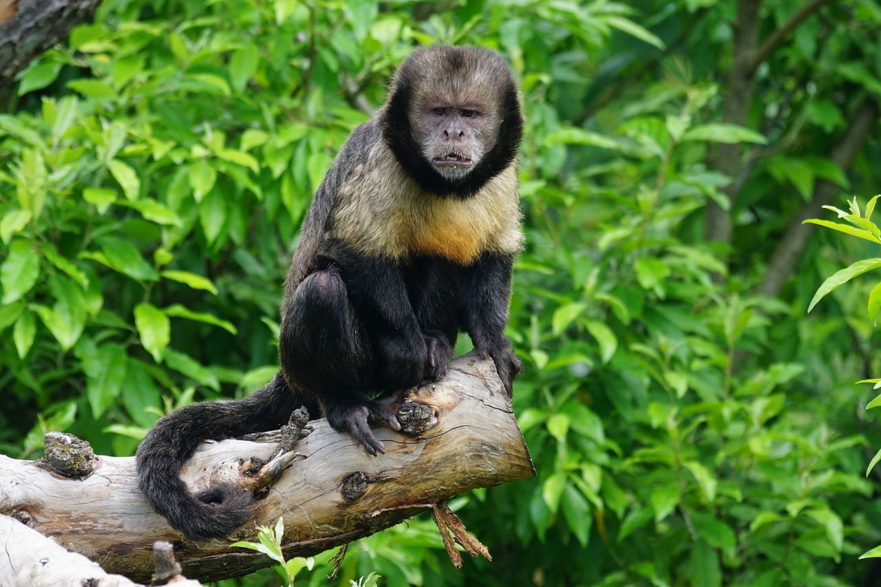 yellow breast-capuchin monkey primate free photo