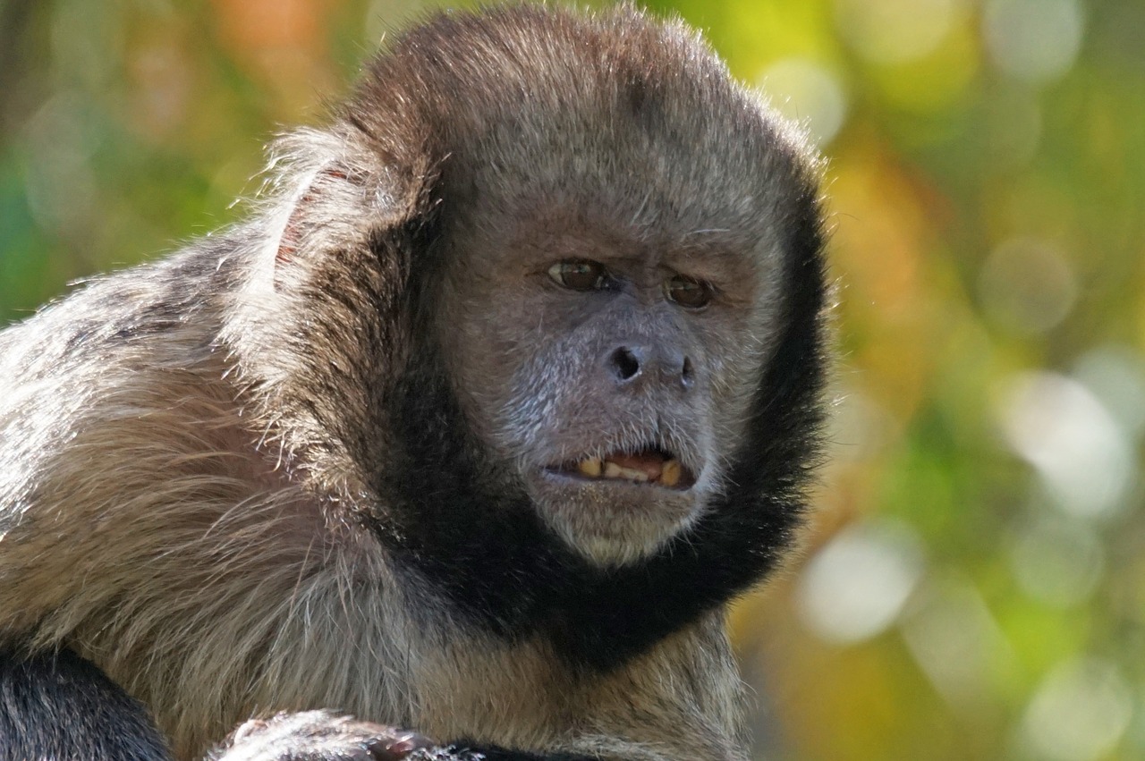 yellow breast capuchin alpha dog monkey free photo