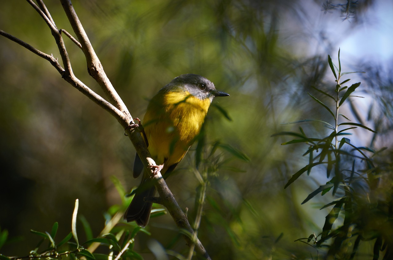 yellow breasted robin birds australian free photo