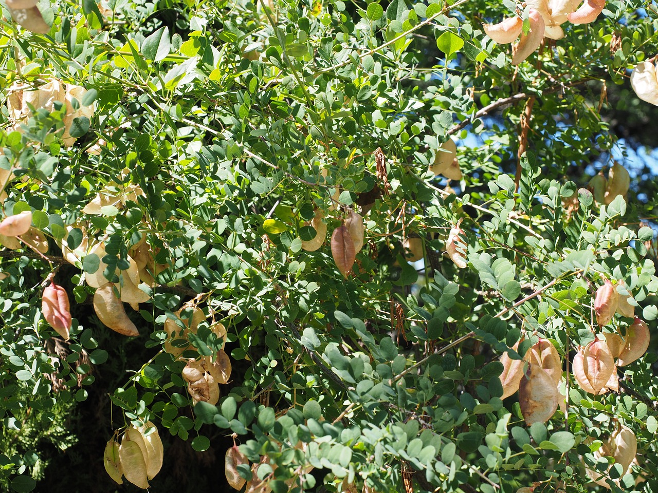 yellow bubble shrub bush colutea arborescens free photo