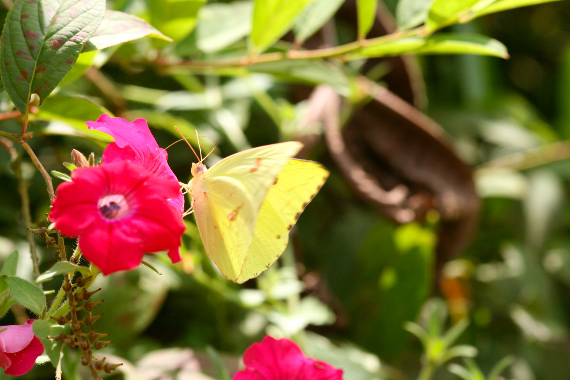 butterfly flowers insects free photo