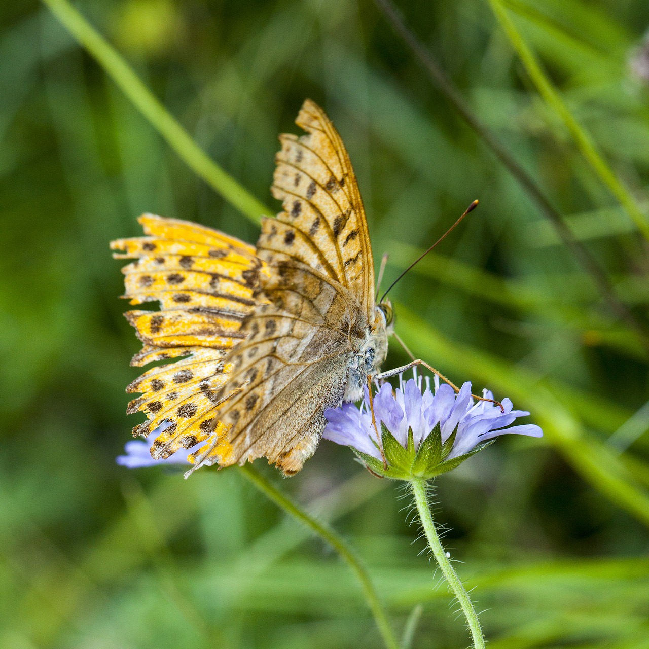 yellow butterfly purple flower summer free photo