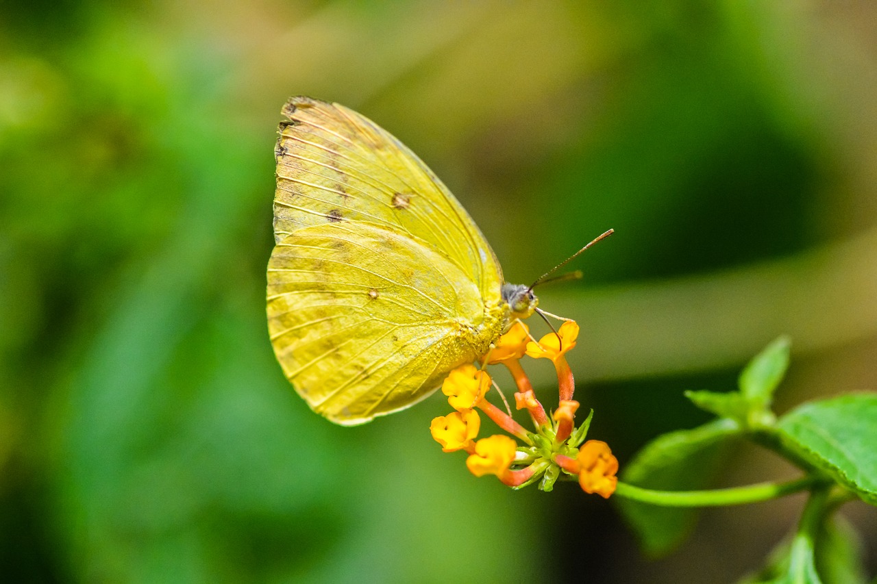 yellow butterfly macro spring free photo