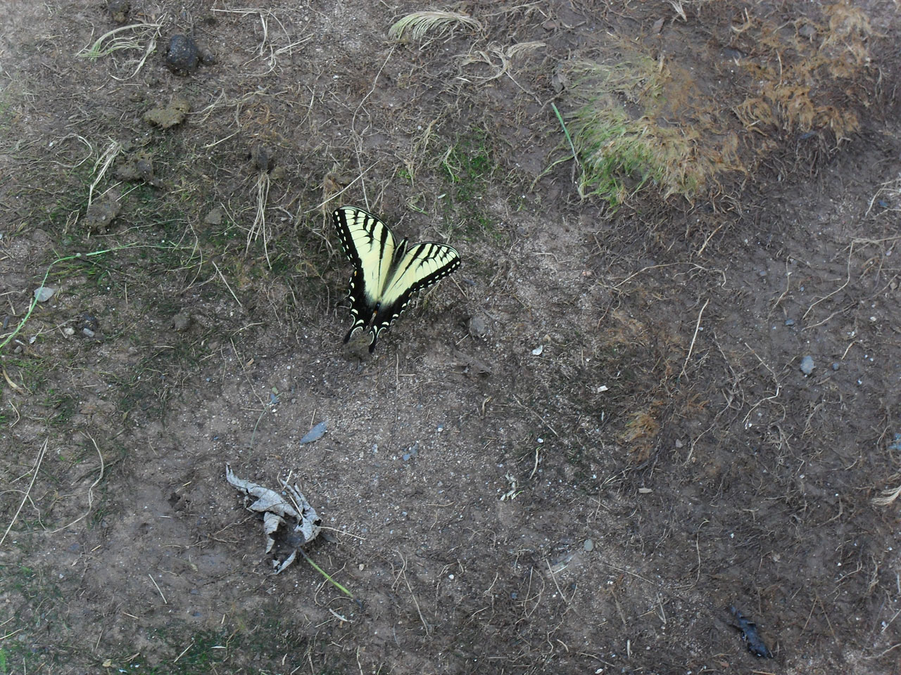 insect butterfly yellow butterfly free photo