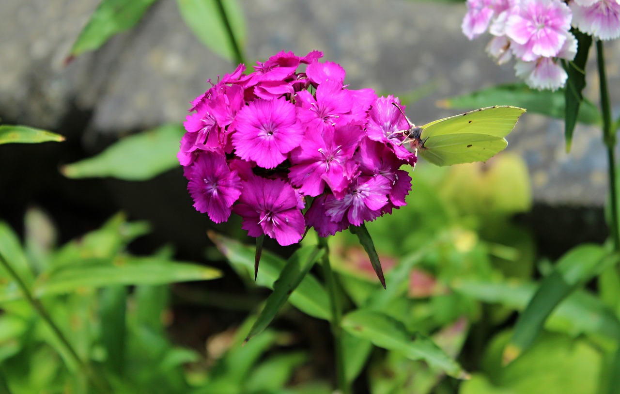 yellow butterfly  slovakia  summer free photo