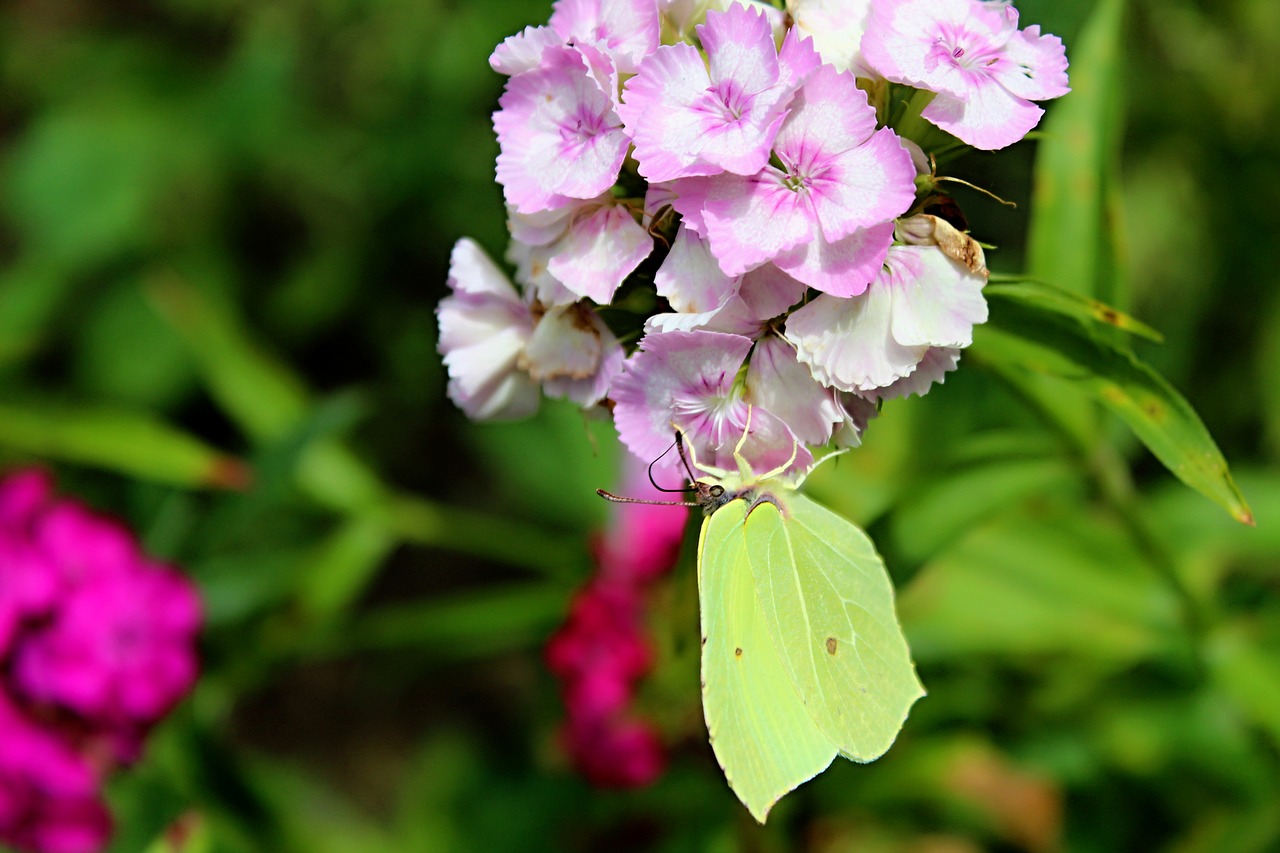 yellow butterfly  slovakia  still life free photo