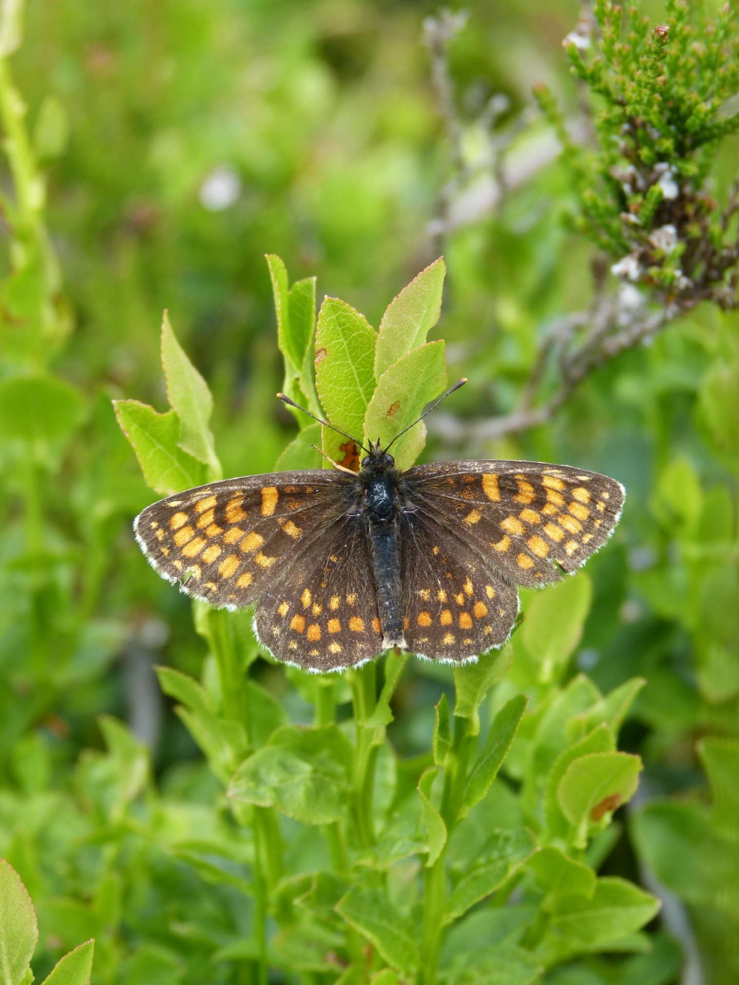 butterfly yellow flower free photo