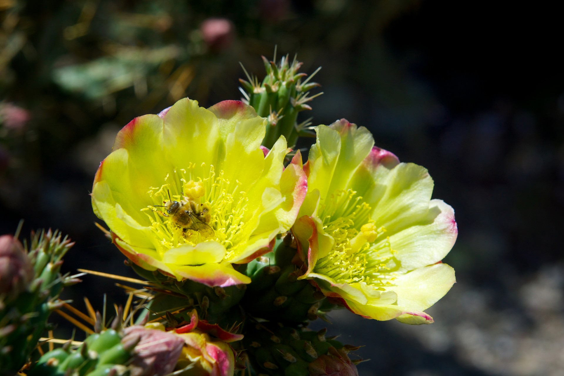 bee bloom blooming free photo