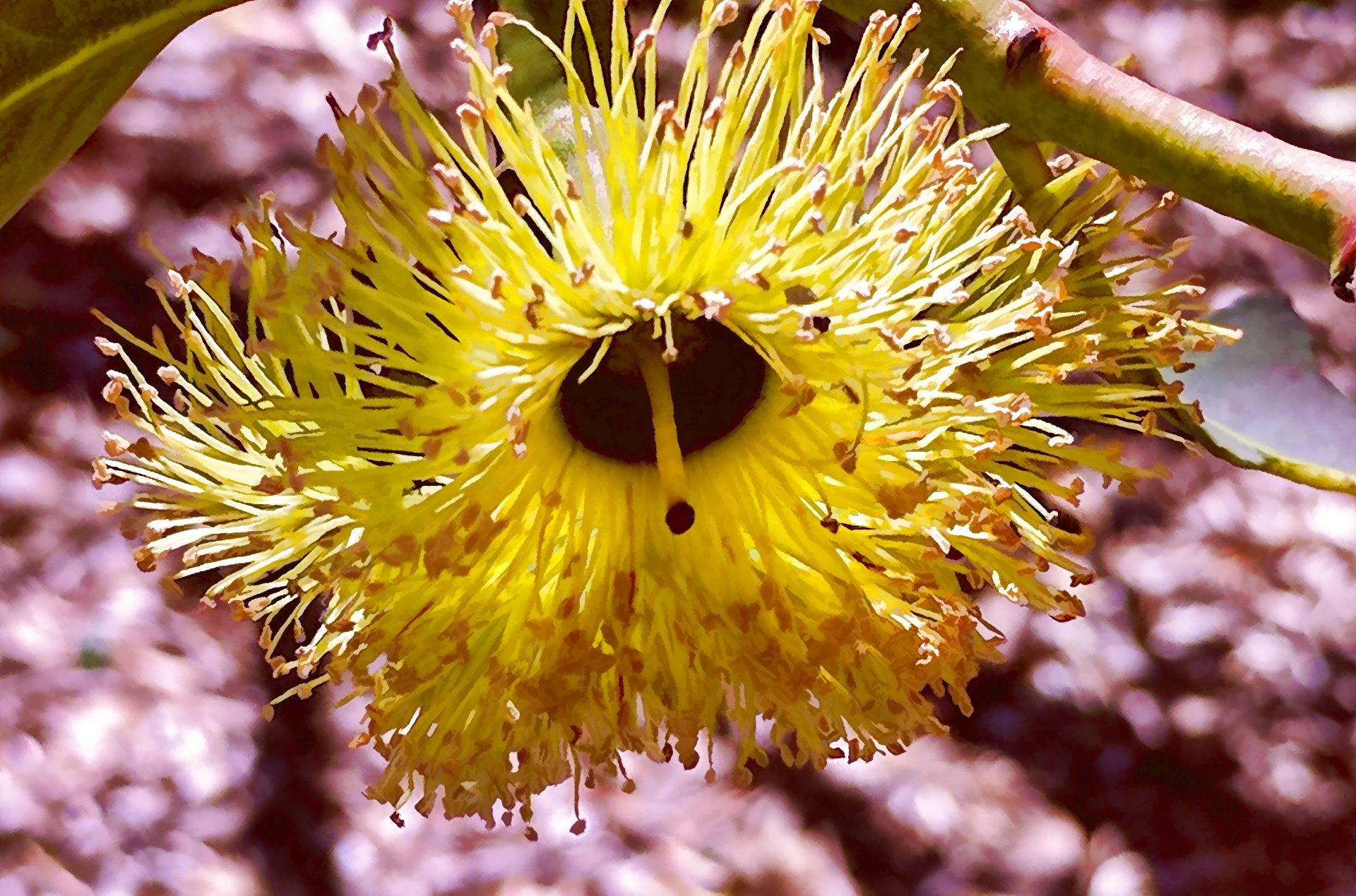 cactus cacti flower free photo