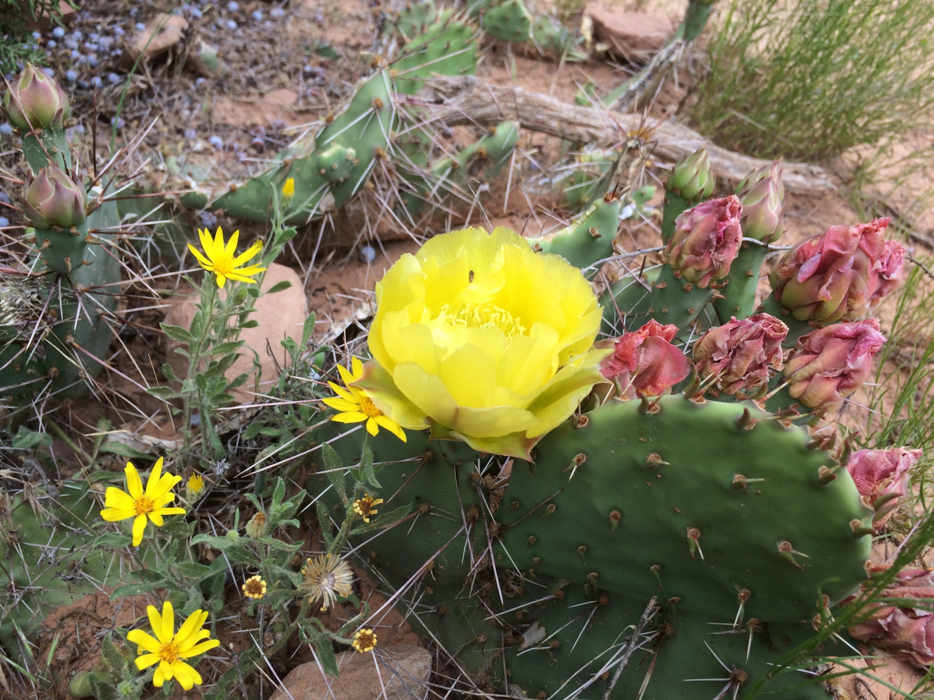 colorado cactus flower free photo