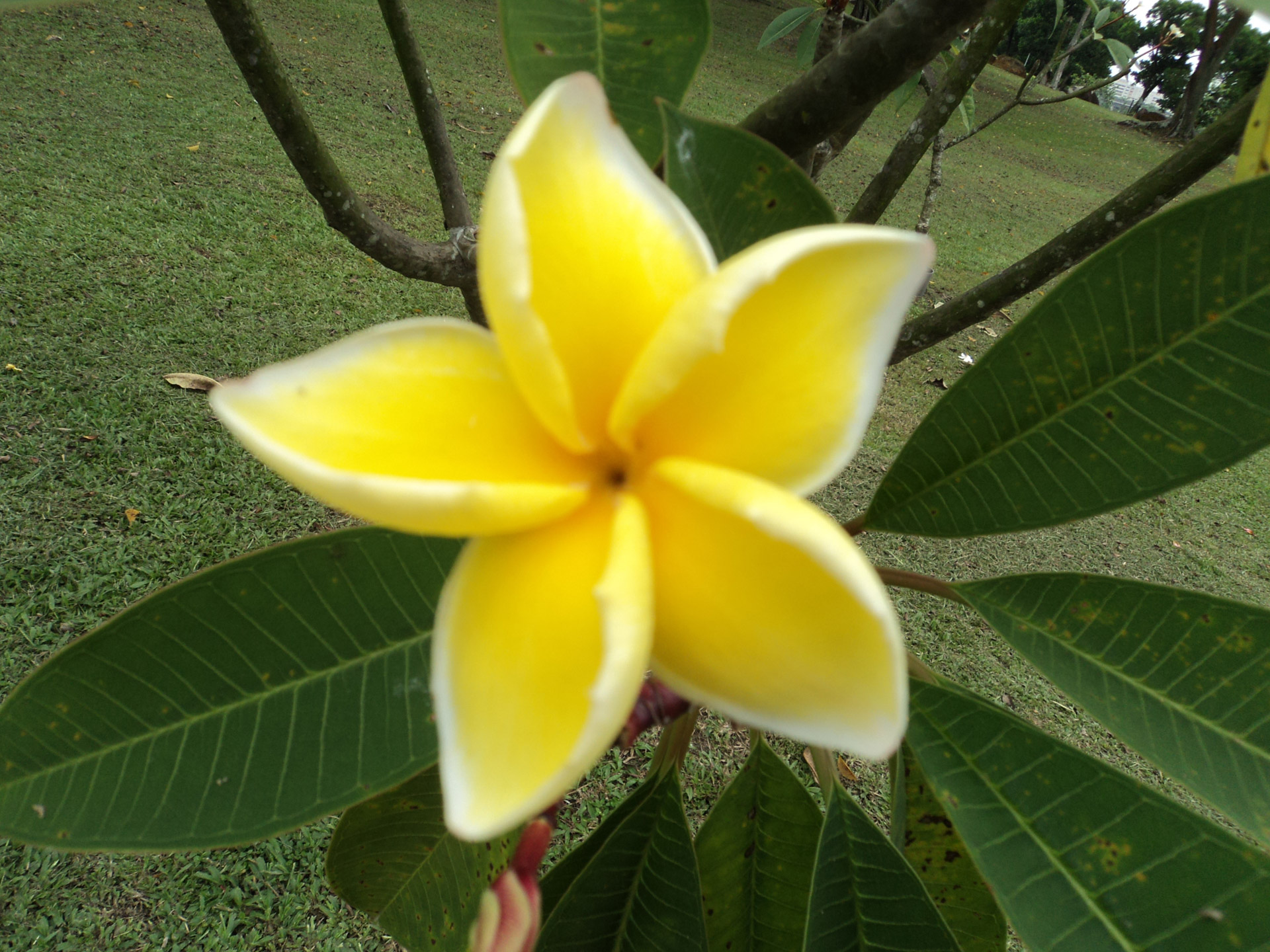 yellow calachuchi flower yellow calachuchi flower free photo