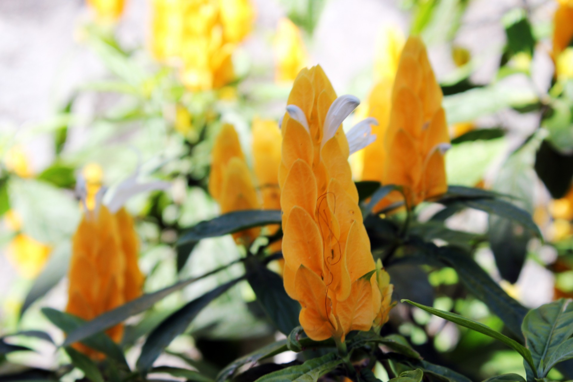 yellow candle flower yellow flower flower free photo