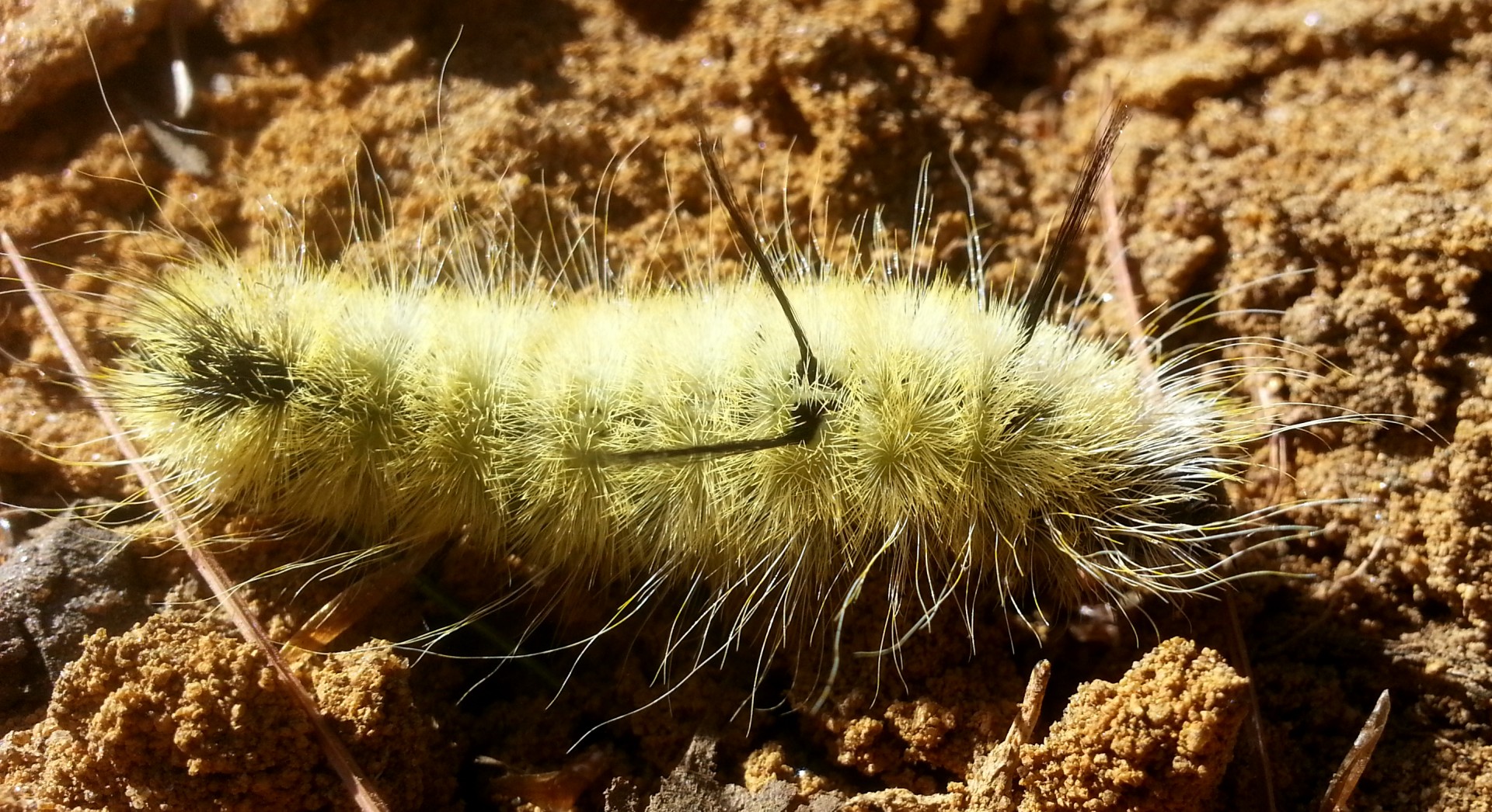 caterpillar animal insects free photo