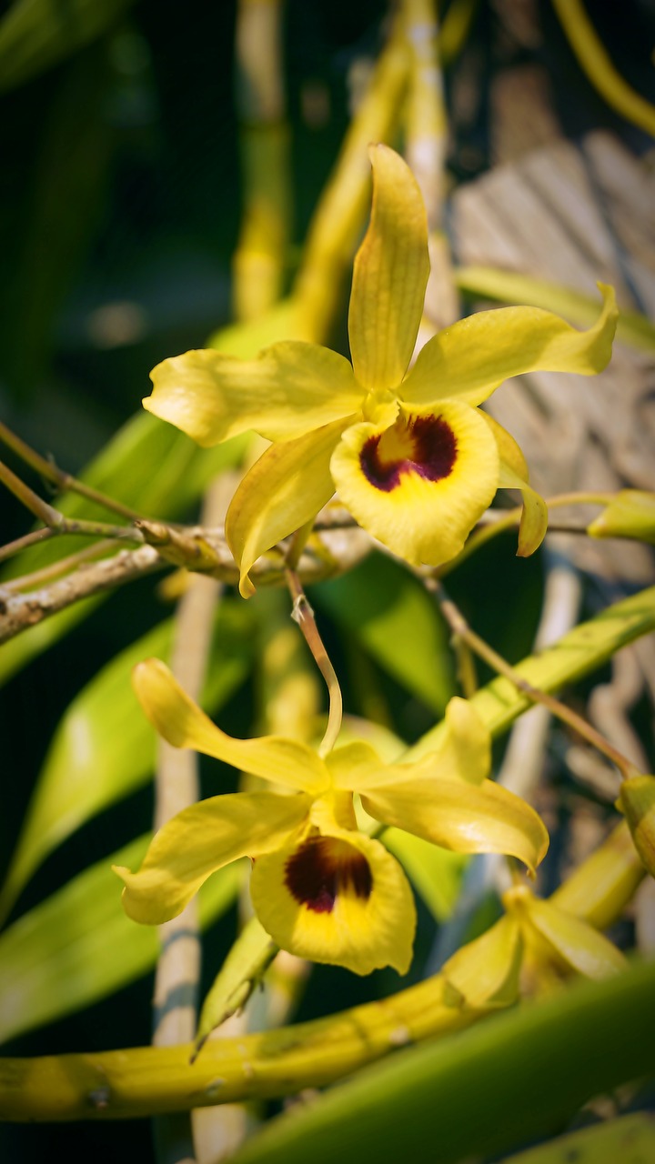 yellow chan  yellow  orchid free photo