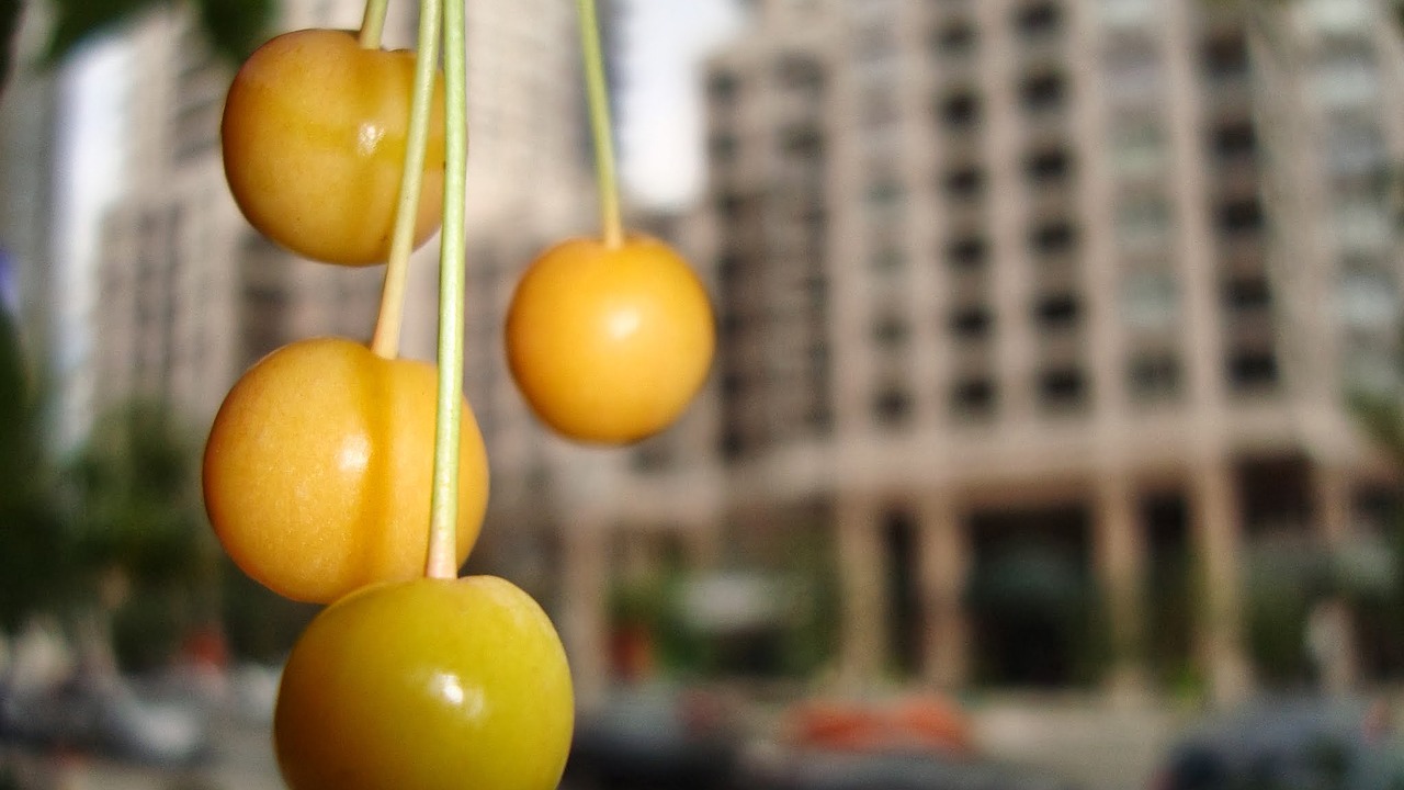 yellow cherries city toronto free photo