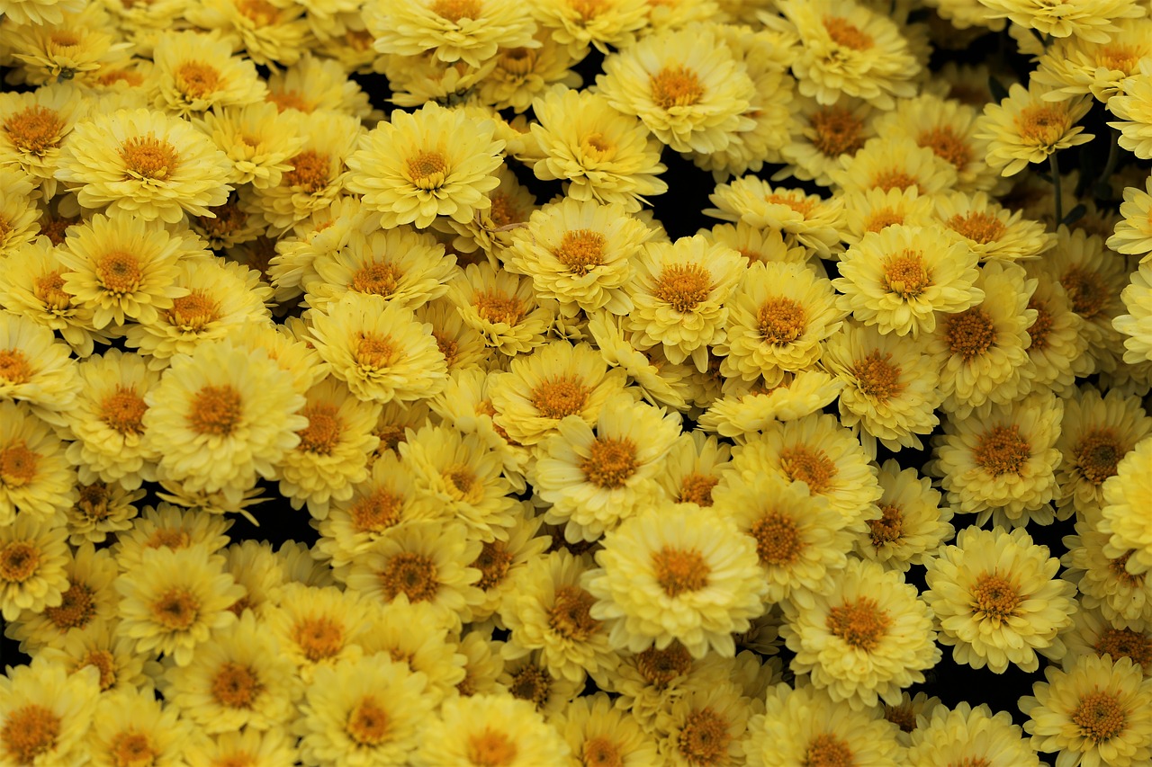 yellow chrisanthemum  plant  flowers free photo