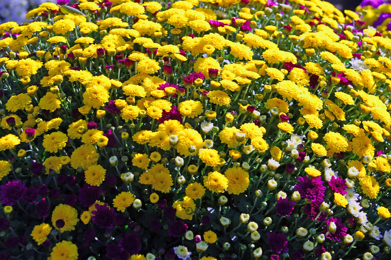 yellow chrysanthemum  chrysanthemums  bloom free photo