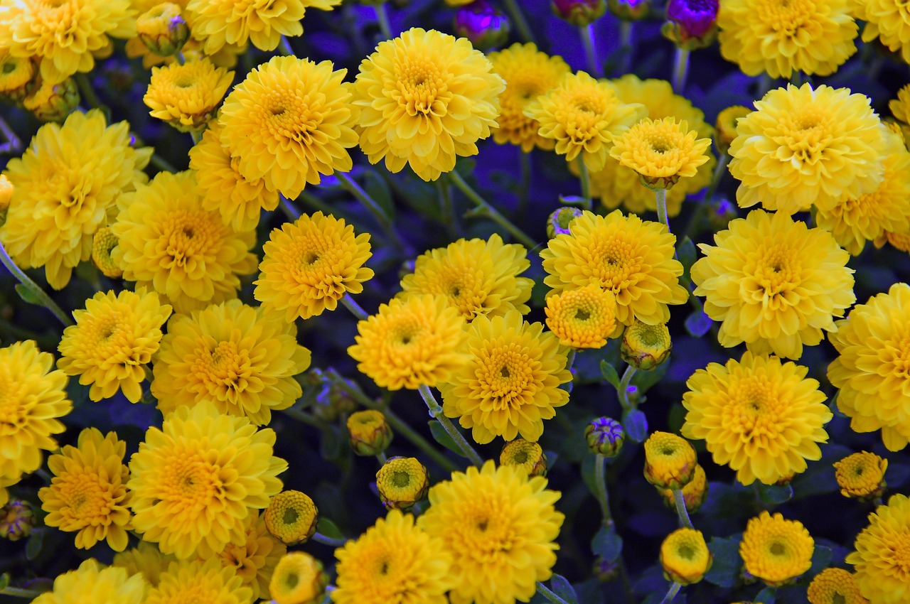 yellow chrysanthemum  chrysanthemums  bloom free photo