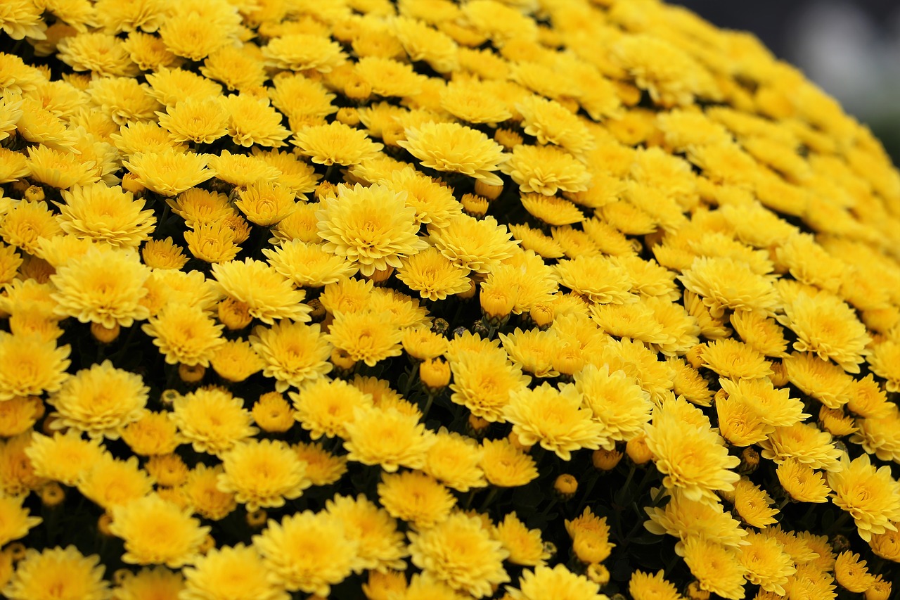 yellow chrysanthemum  plant  flower free photo