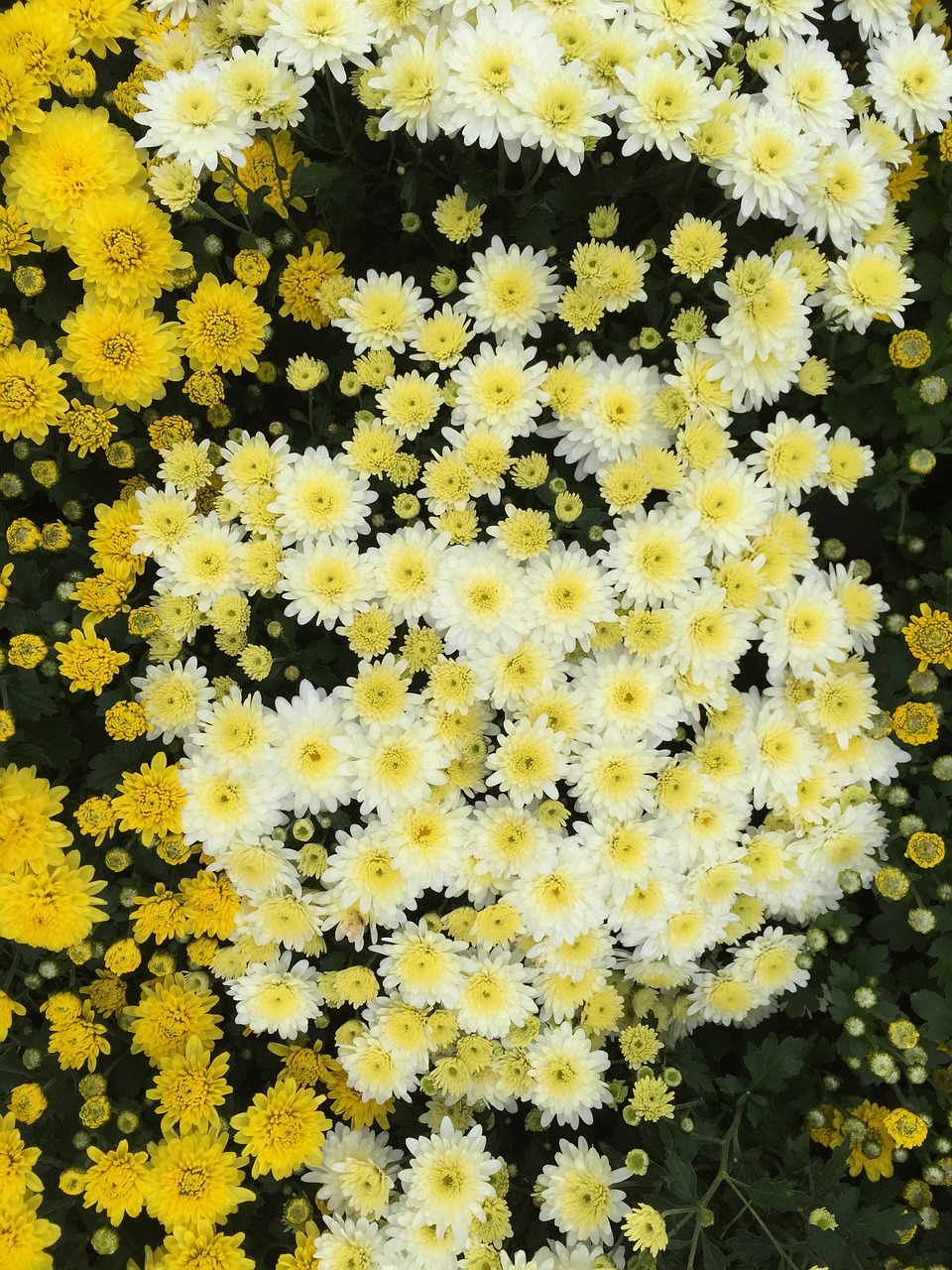 yellow chrysanthemums kogiku travel free photo